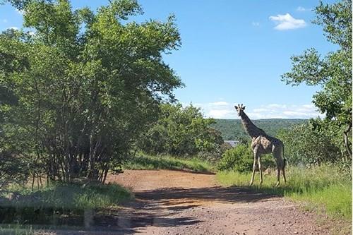 Thaba Moriri - South Africa - South facing vacant stand with spectacular mountain and springbuck fla