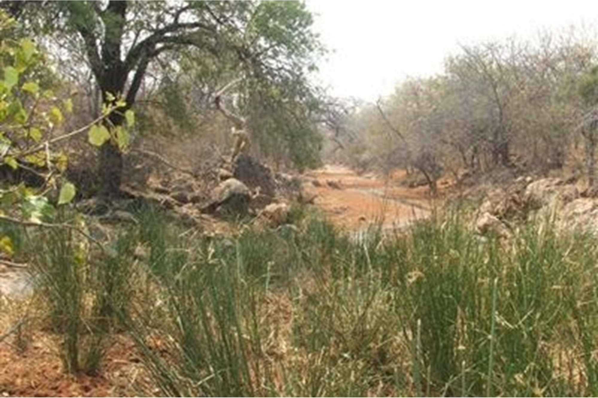 5000 Ha Game farm for sale in Musina