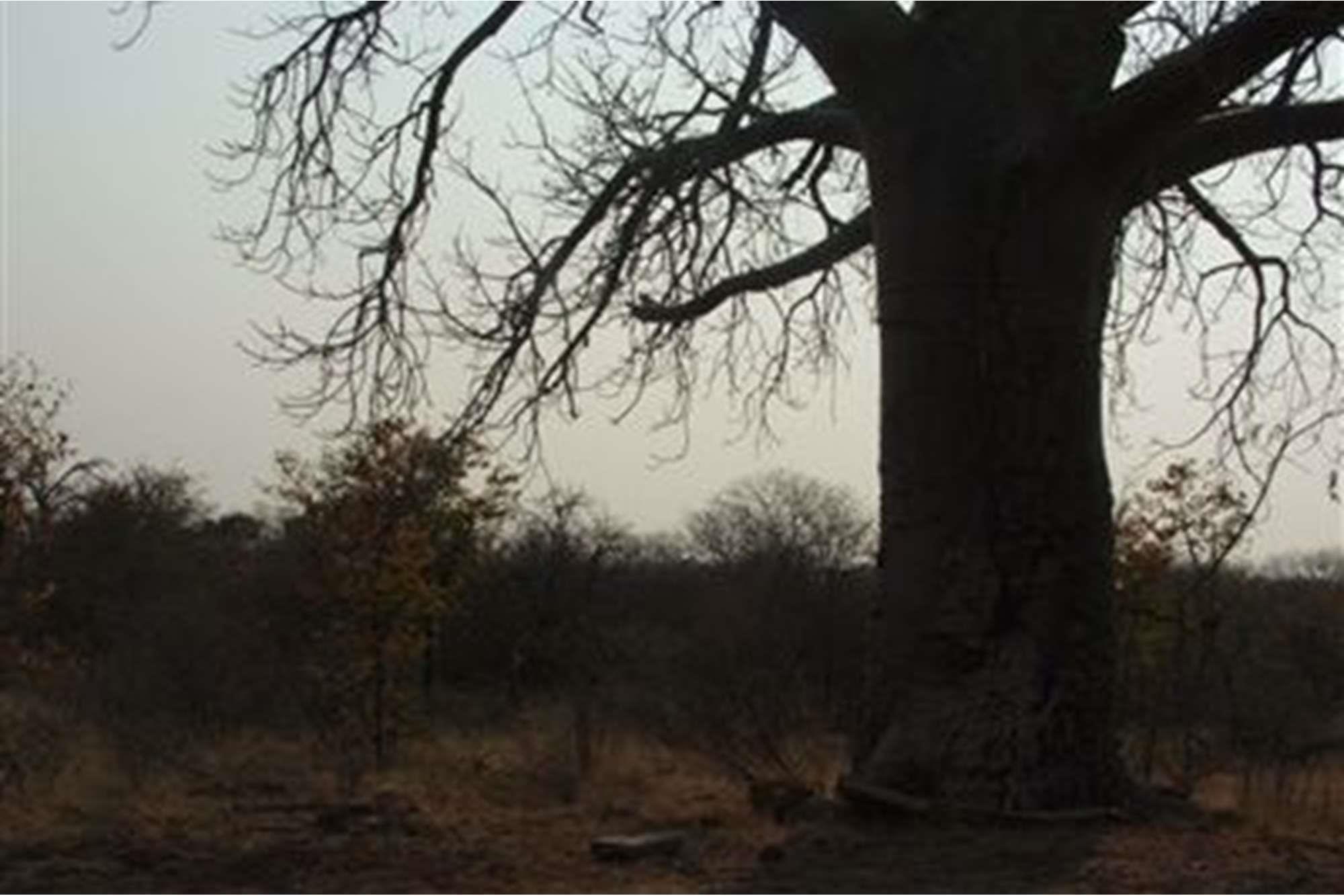 5000 Ha Game farm for sale in Musina