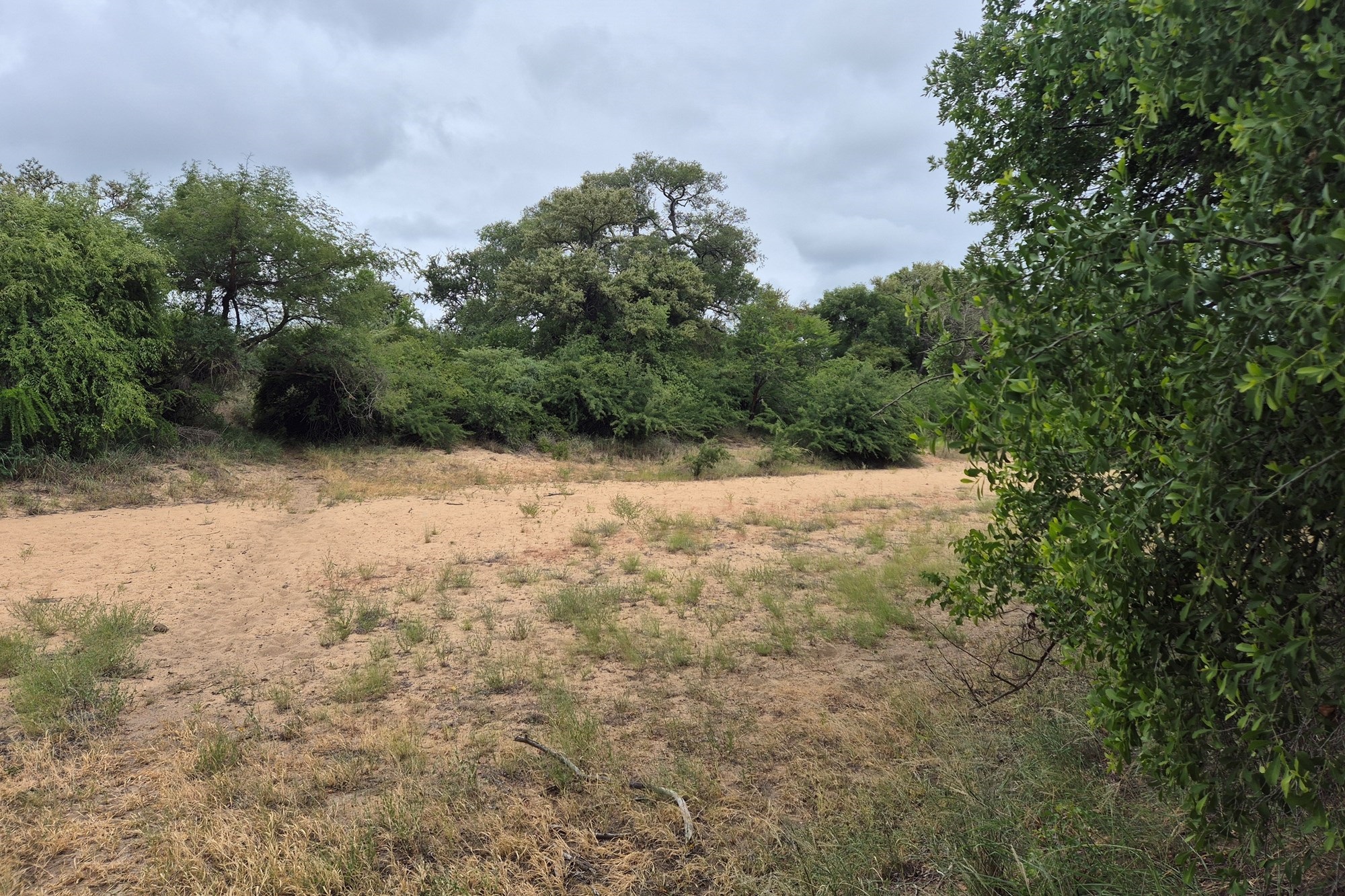 River stand in Moditlo Wildlife Estate with a variety of trees and open plains for optimal wildlife