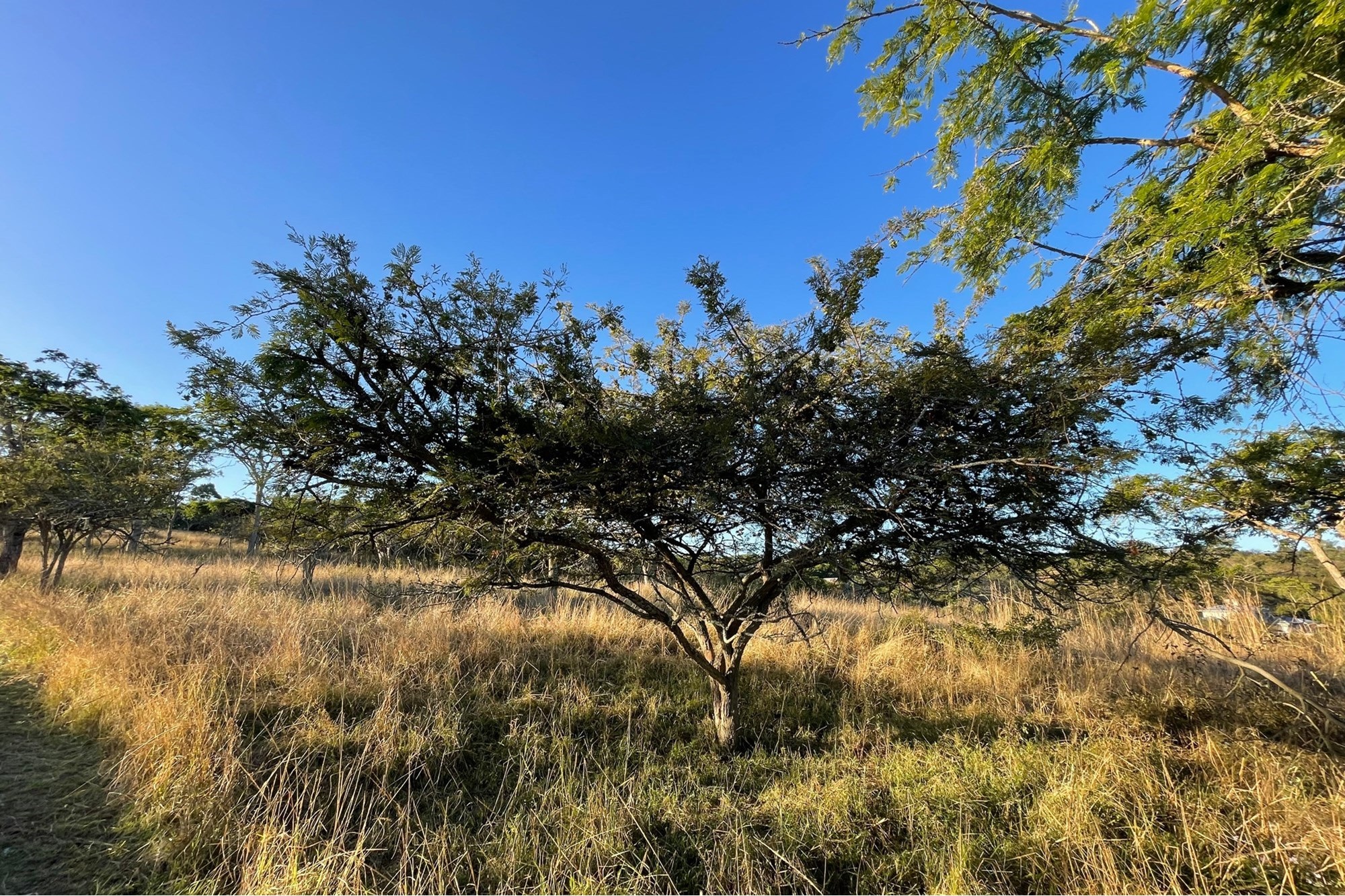"Own Your Paradise at Wild Fig Country Estate"