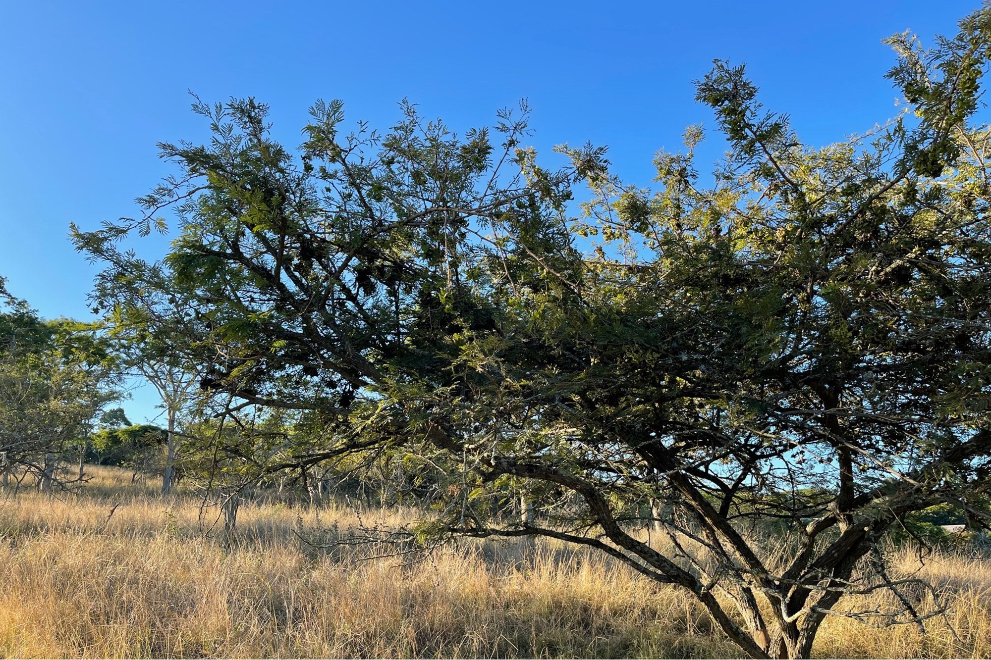 "Own Your Paradise at Wild Fig Country Estate"