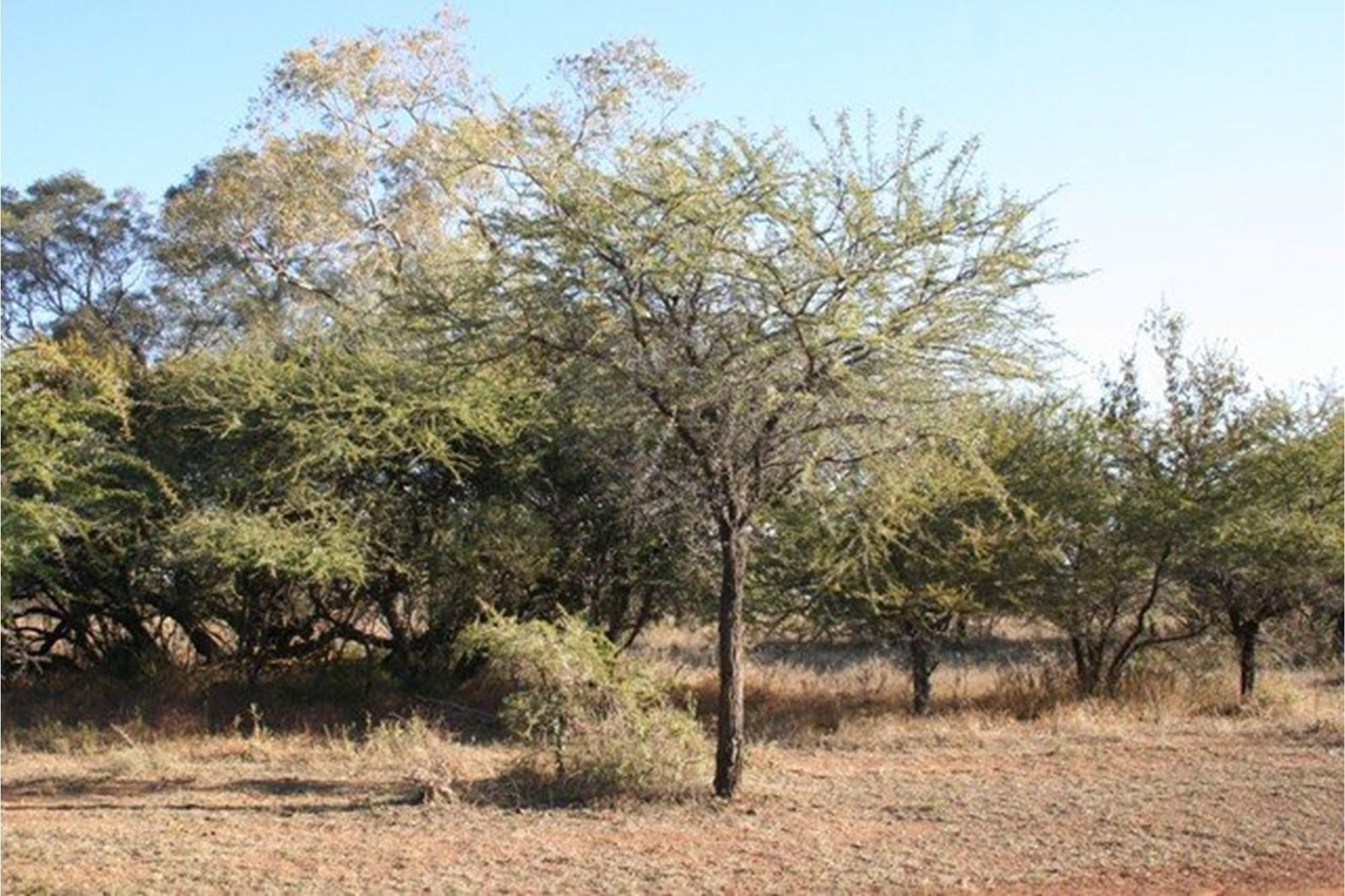 Vacant Land for sale in Dinokeng Game Reserve, Wonderboom, 30000 m²