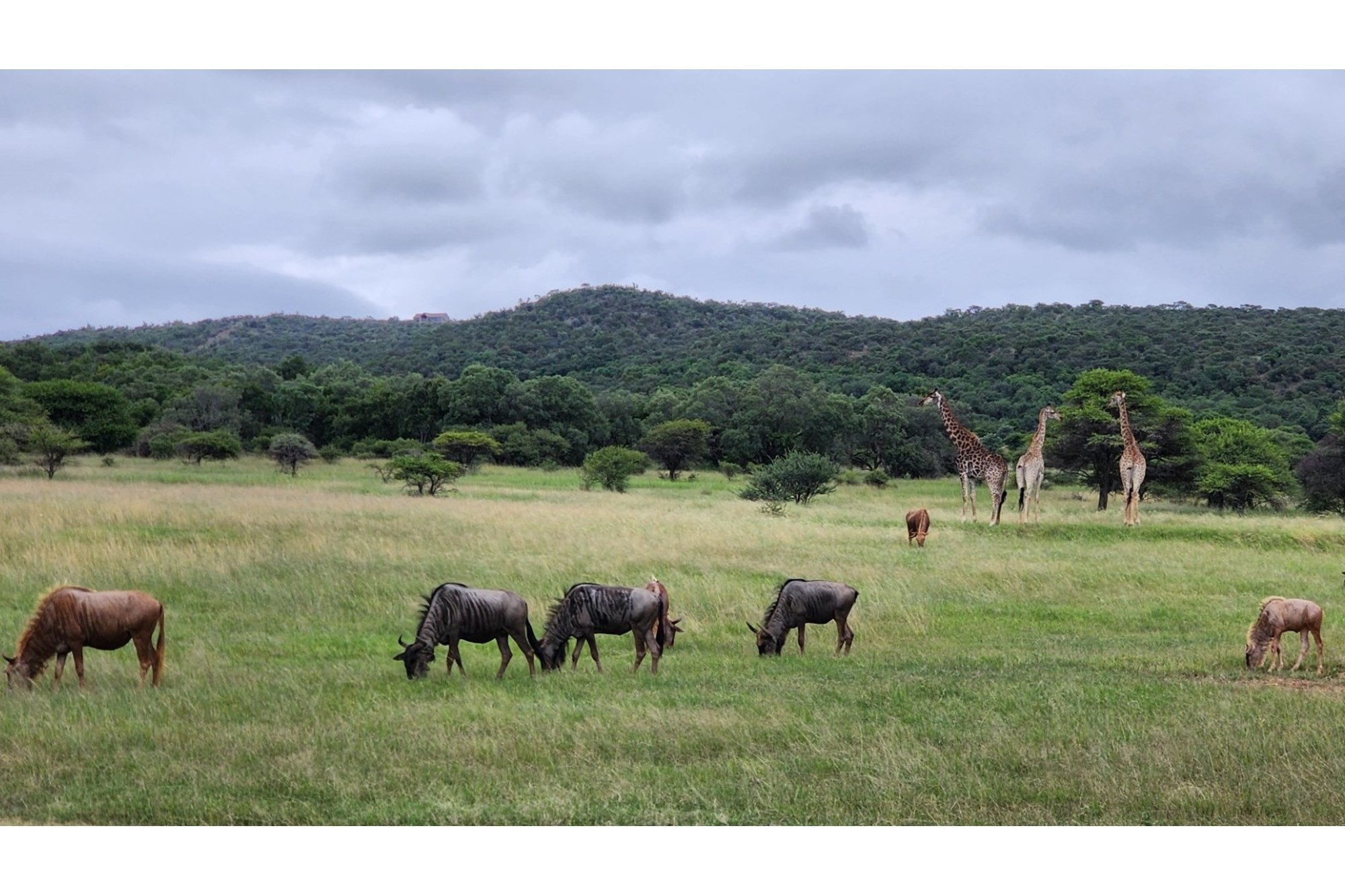 Intaba-Indle Wilderness Estate - Your dream home stand bordering seasonal stream and near Dam