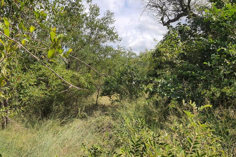 Vacant Land for sale in Moditlo Nature Reserve, Hoedspruit, 9170 m²