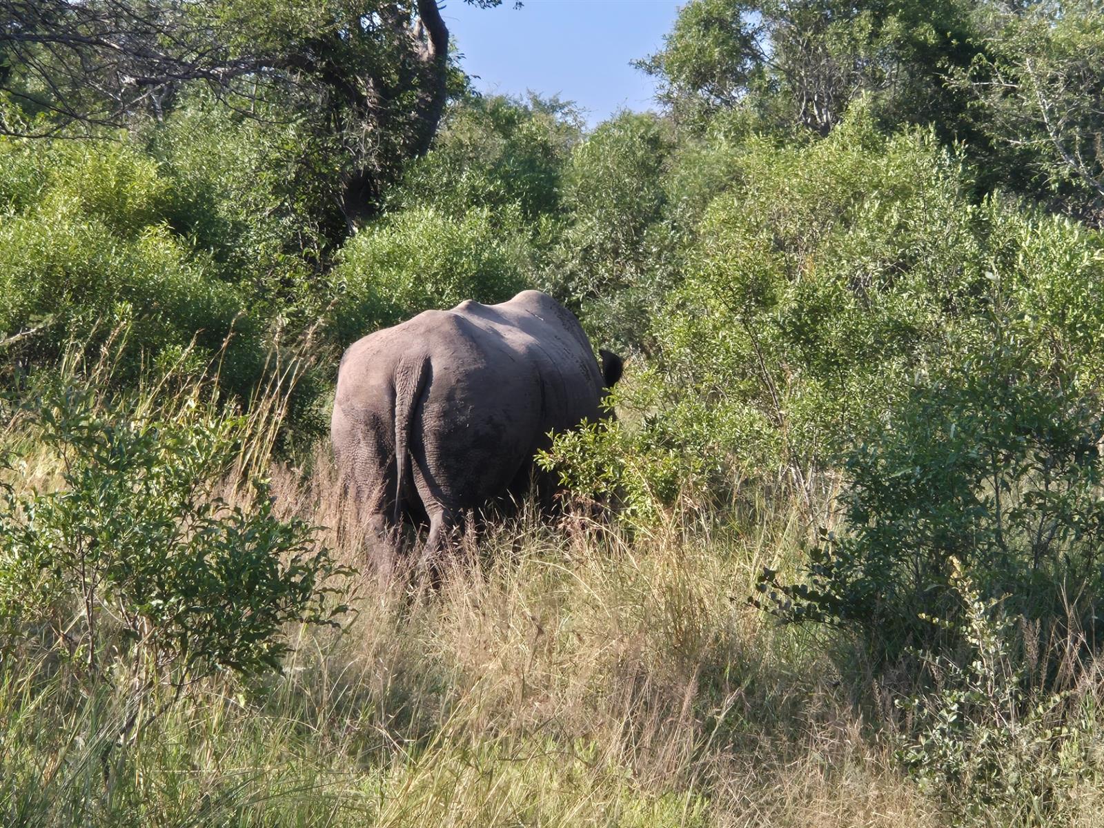 Vacant Land for sale in Moditlo Nature Reserve, Hoedspruit, 9170 m²