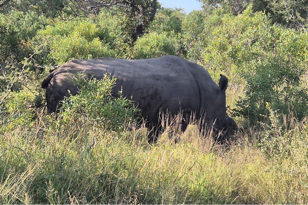 Vacant Land For Sale in Moditlo Nature Reserve, Hoedspruit