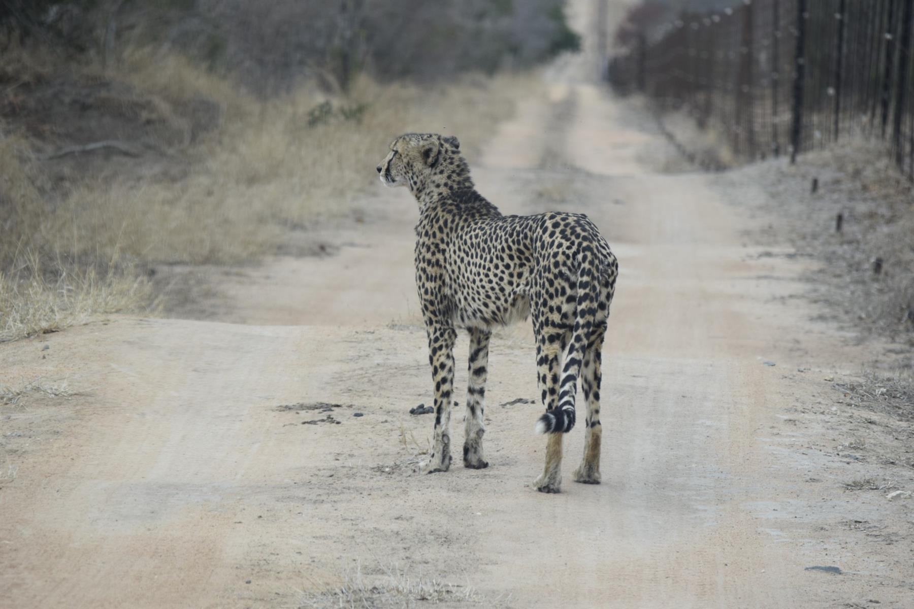 Vacant Land For Sale in Moditlo Nature Reserve, Hoedspruit