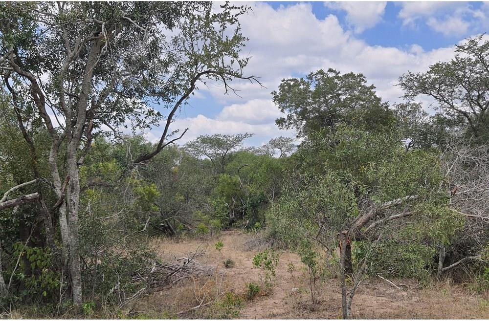 Vacant Land For Sale in Moditlo Nature Reserve, Hoedspruit