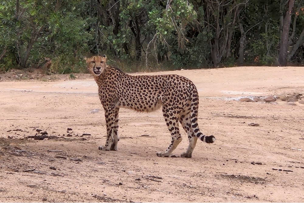Vacant Land For Sale in Moditlo Nature Reserve, Hoedspruit