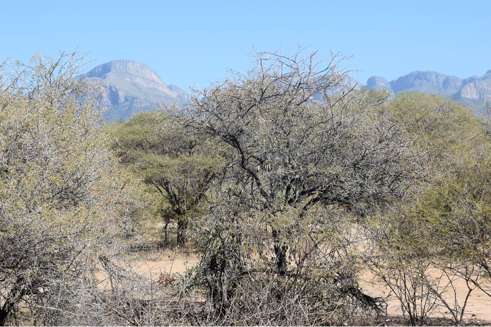 Vacant Land For Sale in Moditlo Nature Reserve, Hoedspruit