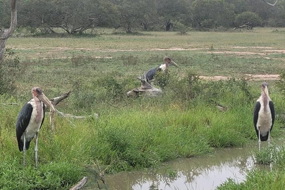 Vacant Land For Sale in Moditlo Nature Reserve, Hoedspruit