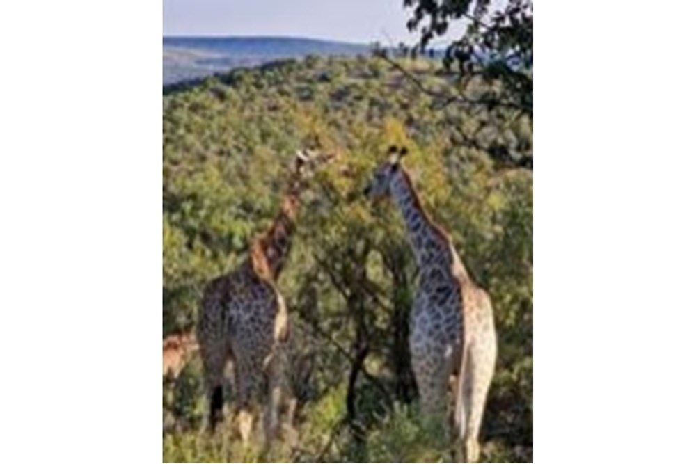Vacant Land For Sale in Roodeplaat, Pretoria