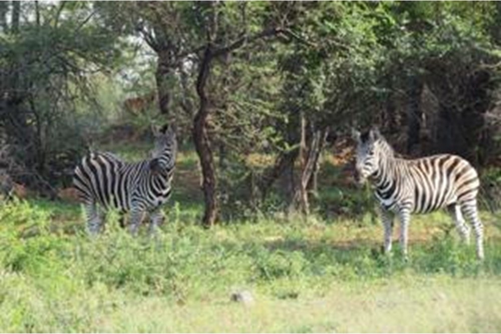 Vacant Land For Sale in Roodeplaat, Pretoria