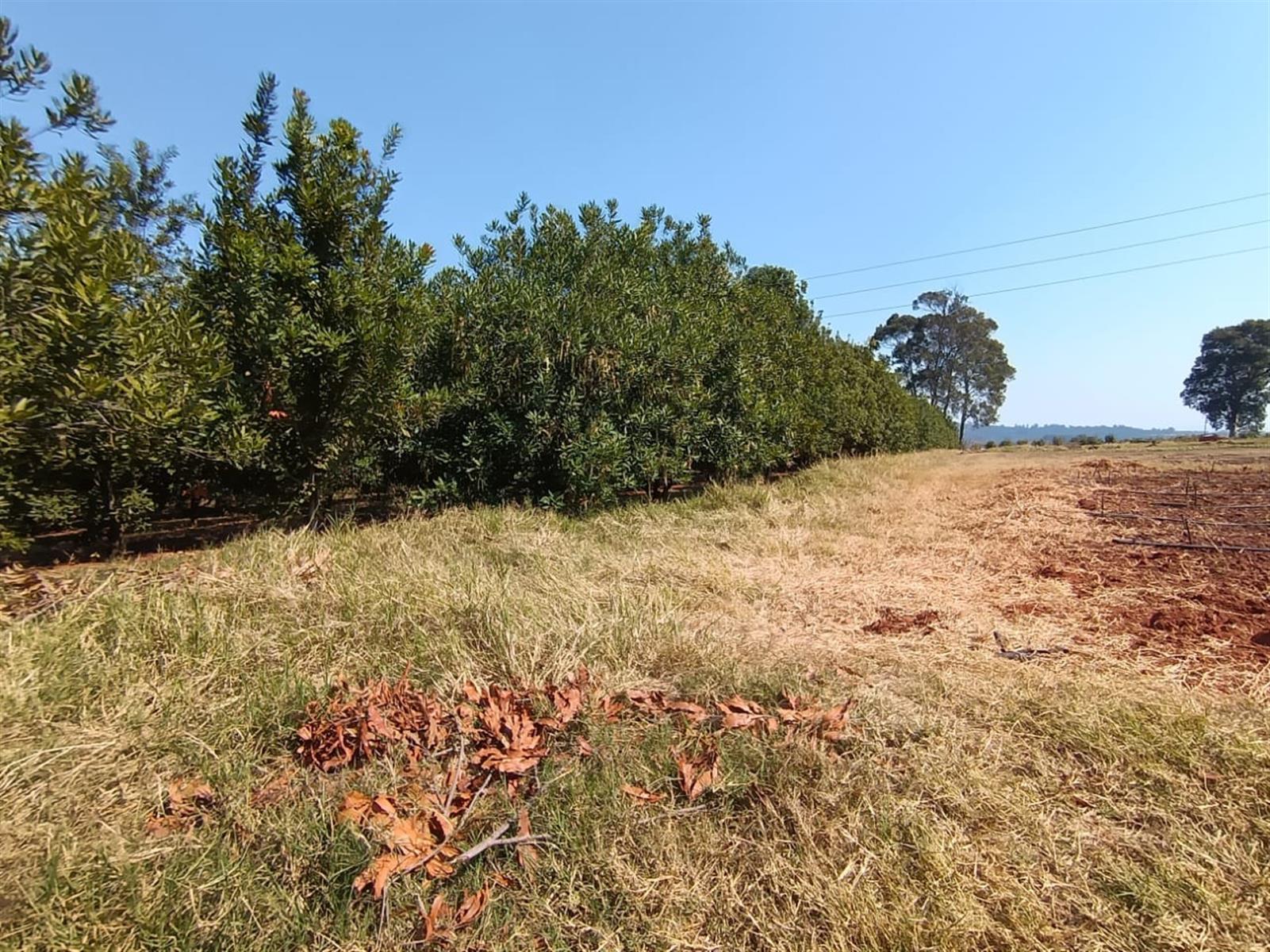 10Hectare Farm with Multiple Homes, Flats and Income-Producing Crops