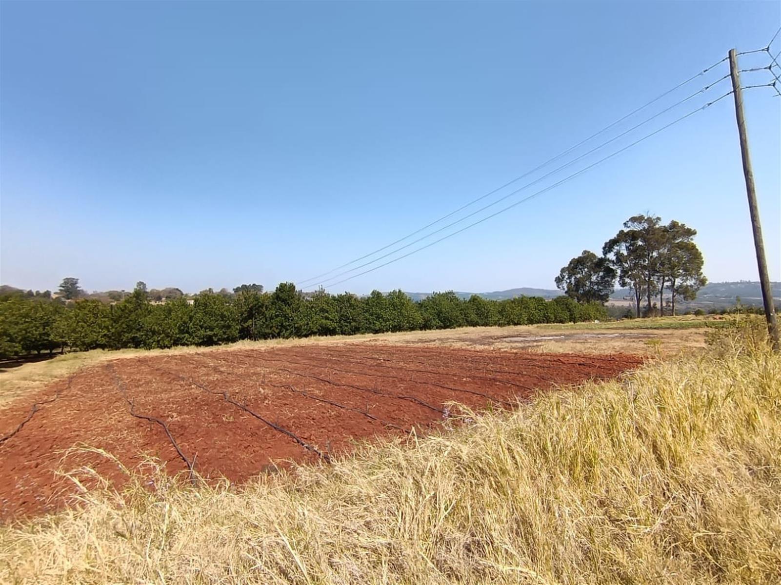 10Hectare Farm with Multiple Homes, Flats and Income-Producing Crops