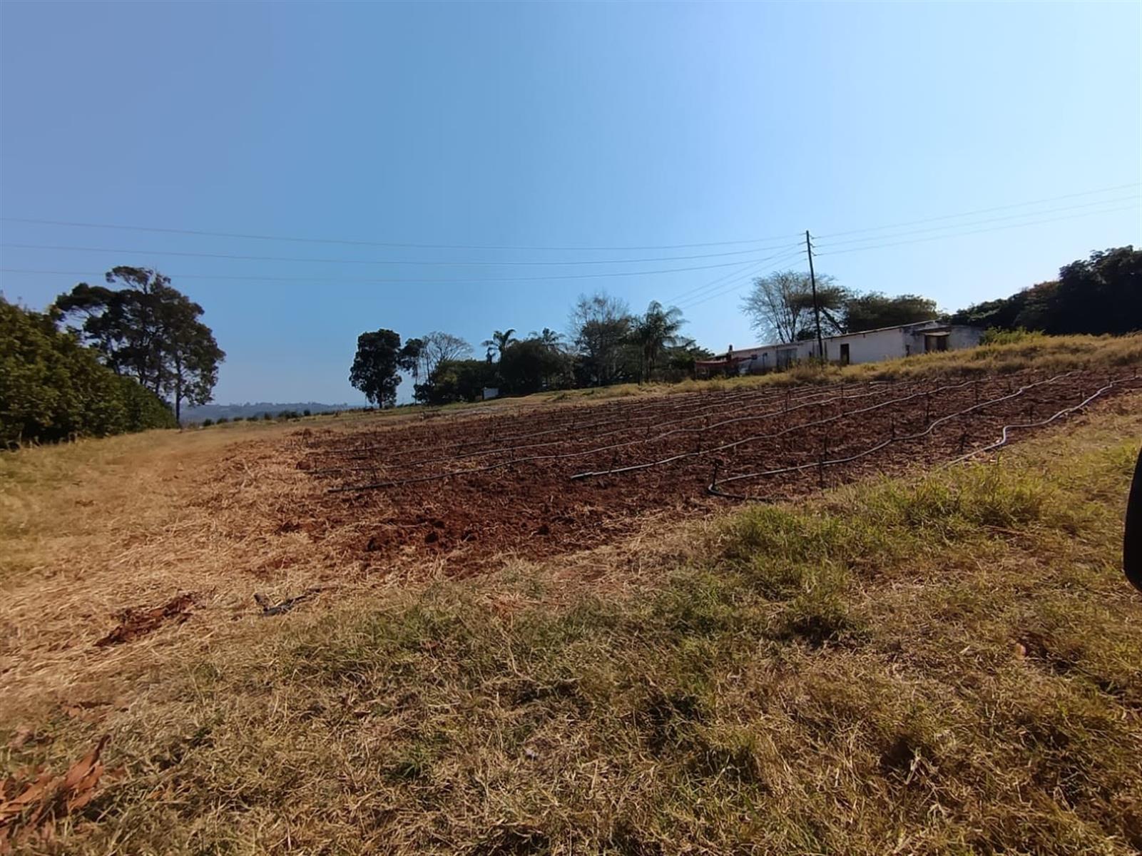 10Hectare Farm with Multiple Homes, Flats and Income-Producing Crops