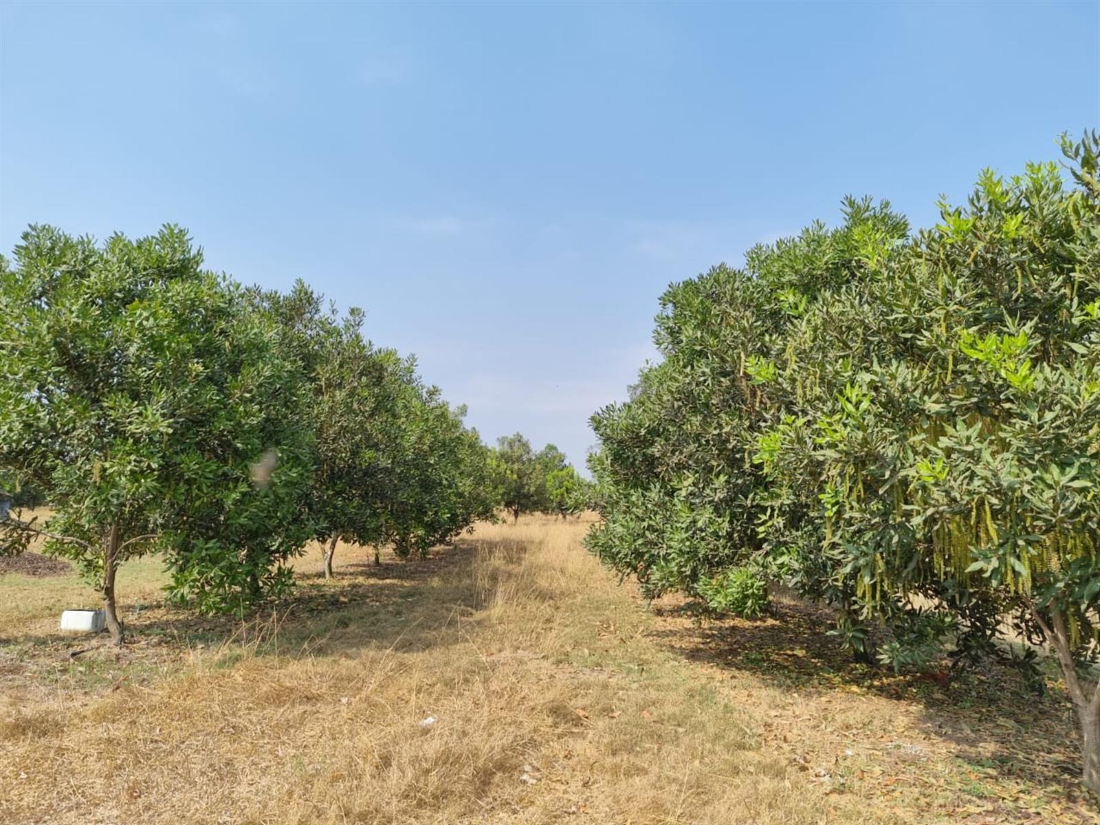 Chicken, Macadamia and Dragon Fruit Farming Opportunity Near Kruger Mpumalanga International Airport