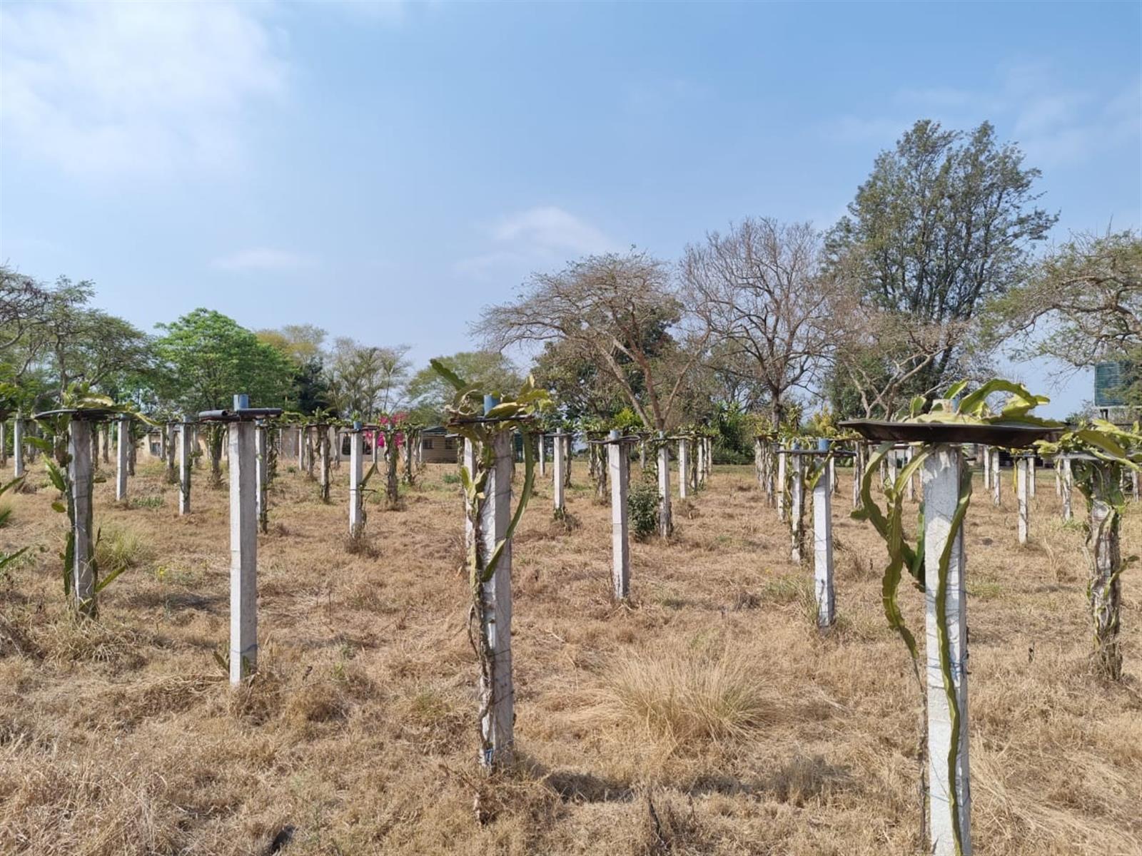 Chicken, Macadamia and Dragon Fruit Farming Opportunity Near Kruger Mpumalanga International Airport