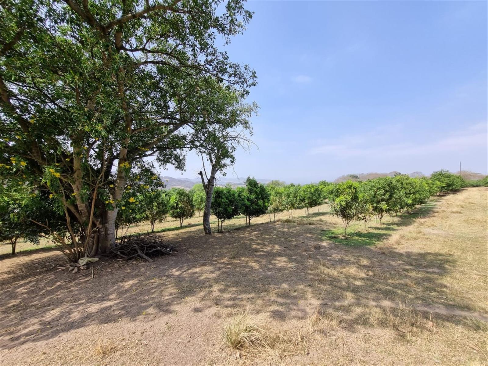 Chicken, Macadamia and Dragon Fruit Farming Opportunity Near Kruger Mpumalanga International Airport