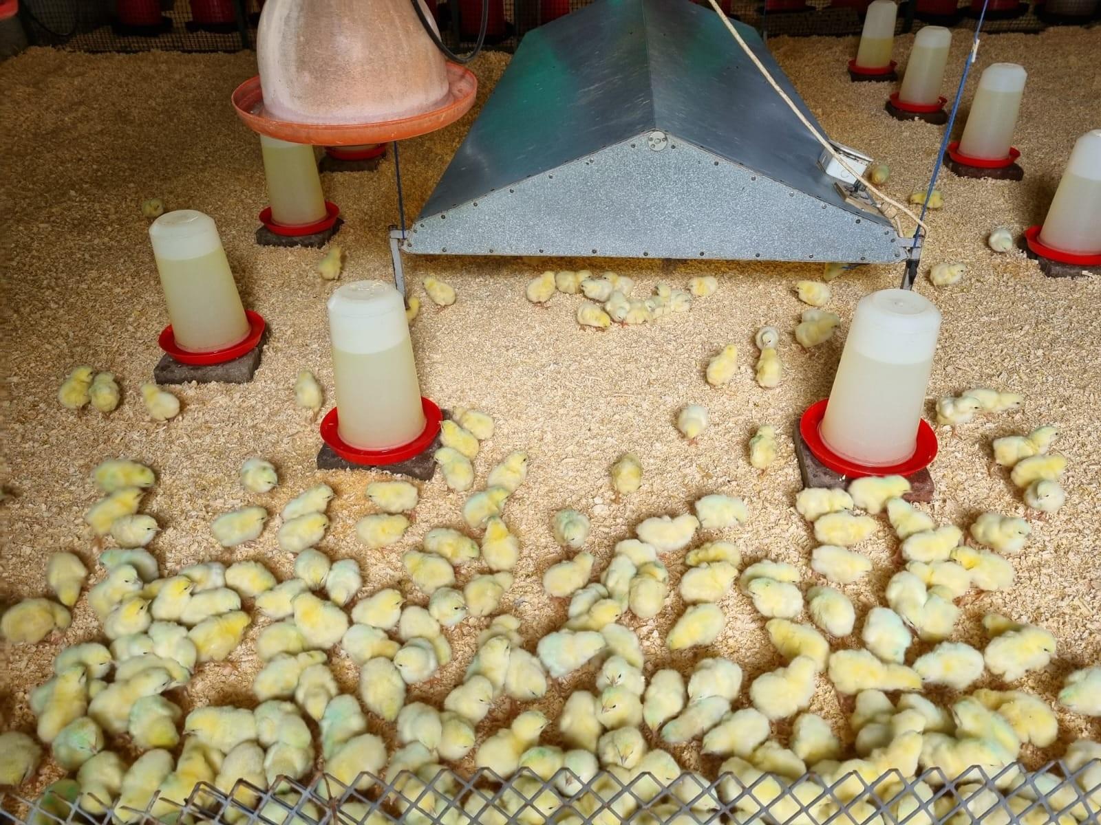 Chicken, Macadamia and Dragon Fruit Farming Opportunity Near Kruger Mpumalanga International Airport