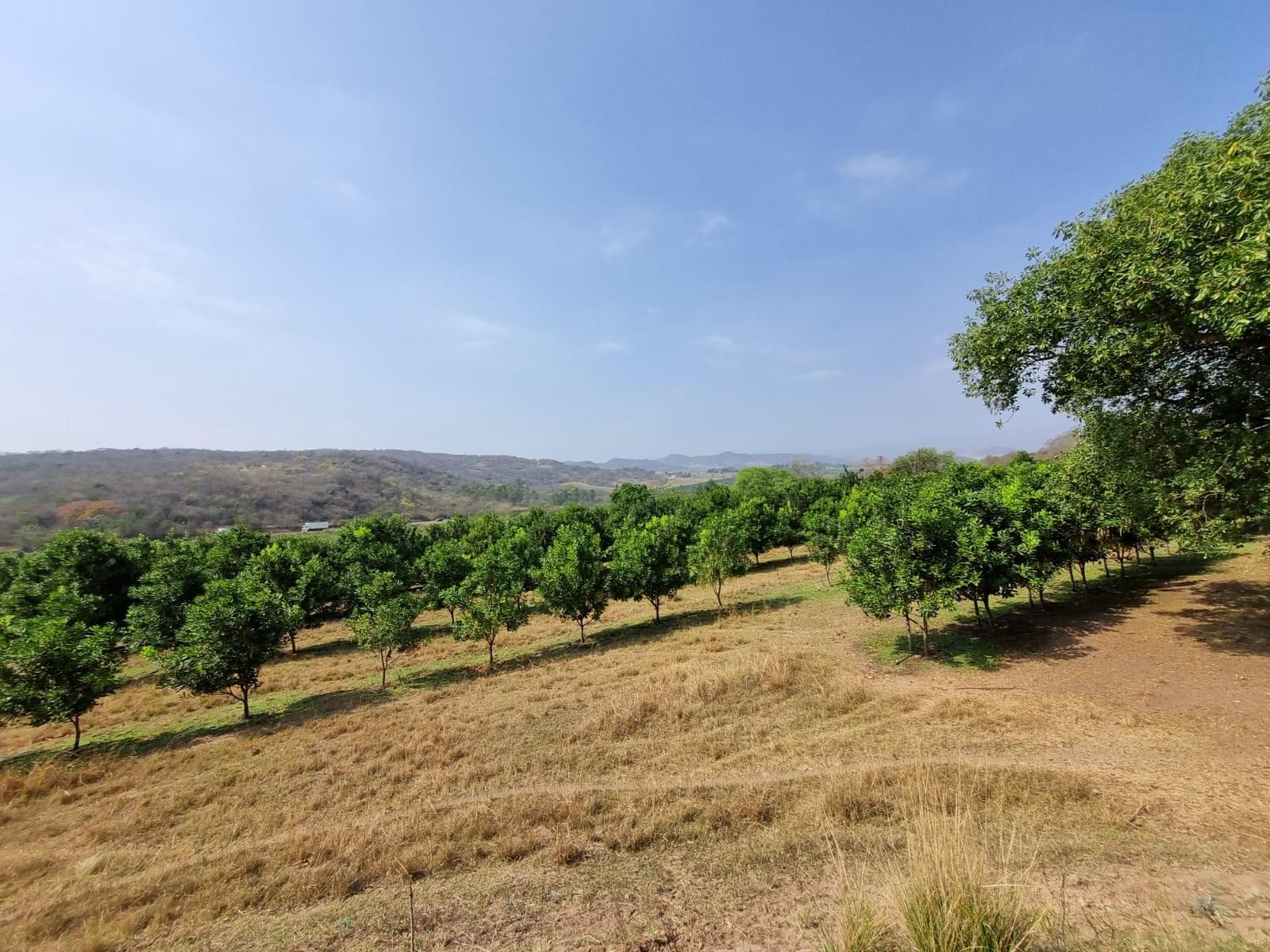Chicken, Macadamia and Dragon Fruit Farming Opportunity Near Kruger Mpumalanga International Airport