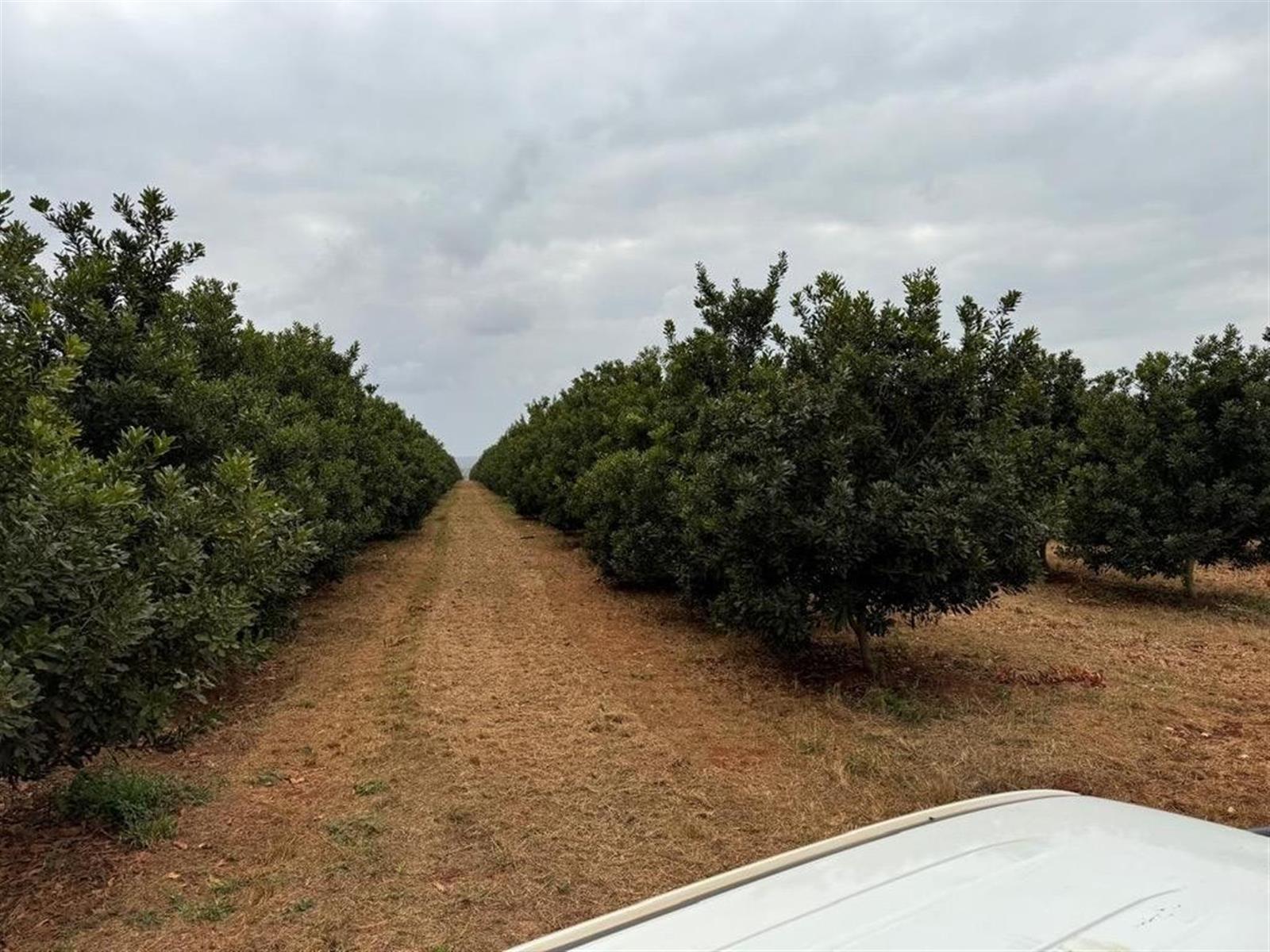 Prime Agricultural Investment - Macadamia, Avocado and Lemon Farm for sale