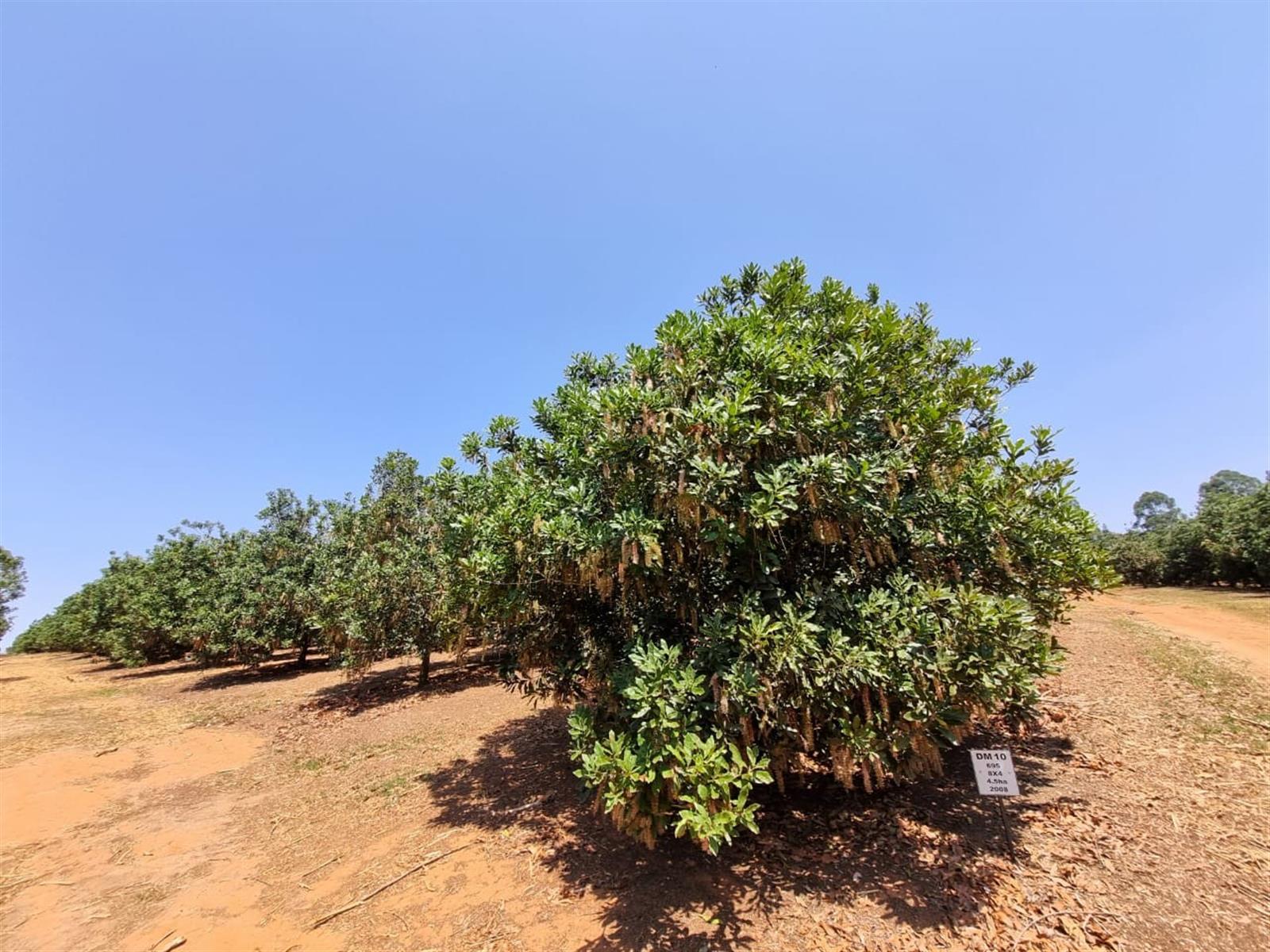Prime Agricultural Investment - Macadamia, Avocado and Lemon Farm for sale