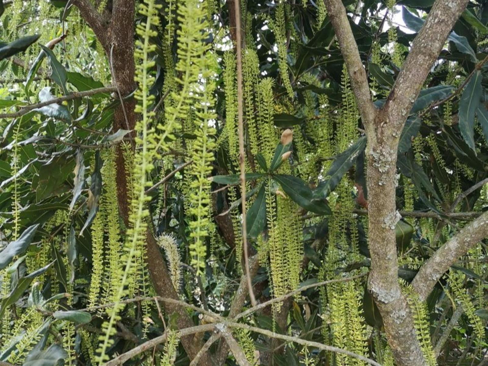 Prime Agricultural Investment - Macadamia, Avocado and Lemon Farm for sale