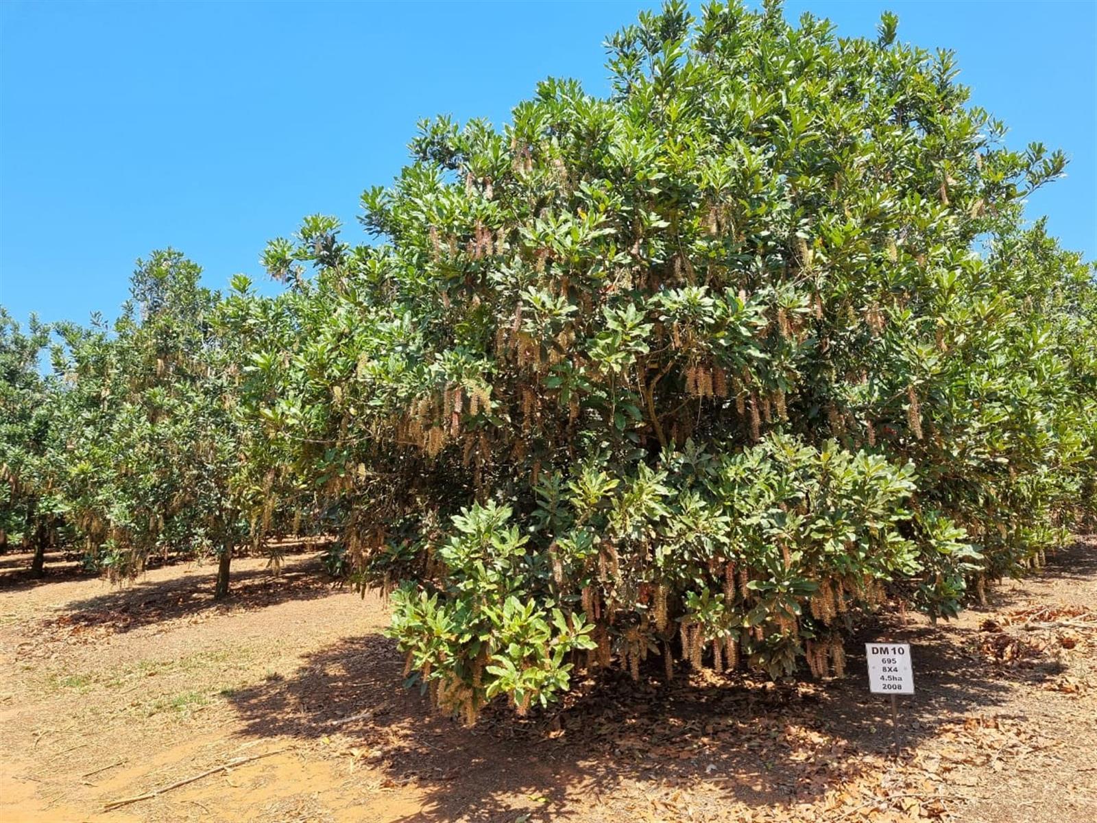 Prime Agricultural Investment - Macadamia, Avocado and Lemon Farm for sale