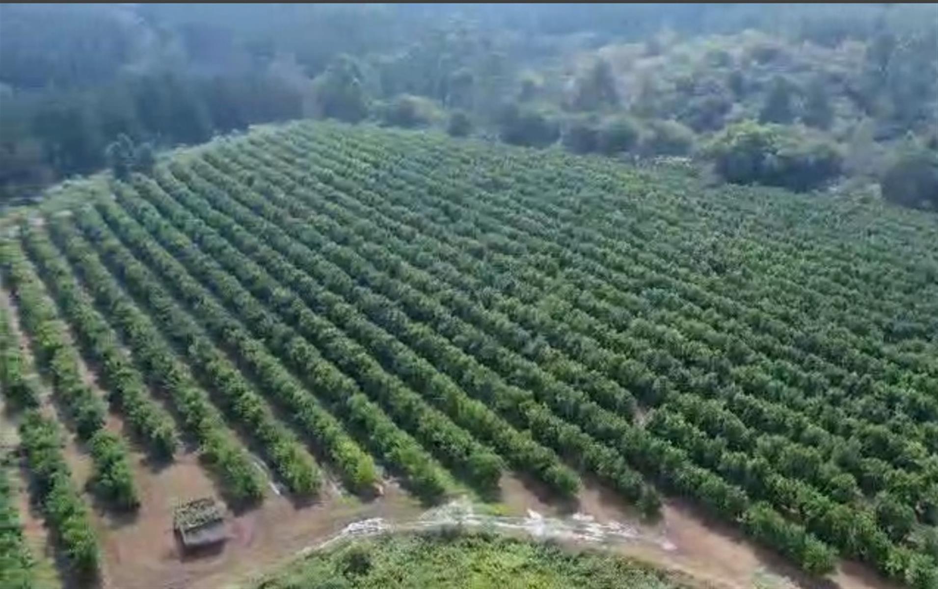 Prime Agricultural Investment - Macadamia, Avocado and Lemon Farm for sale