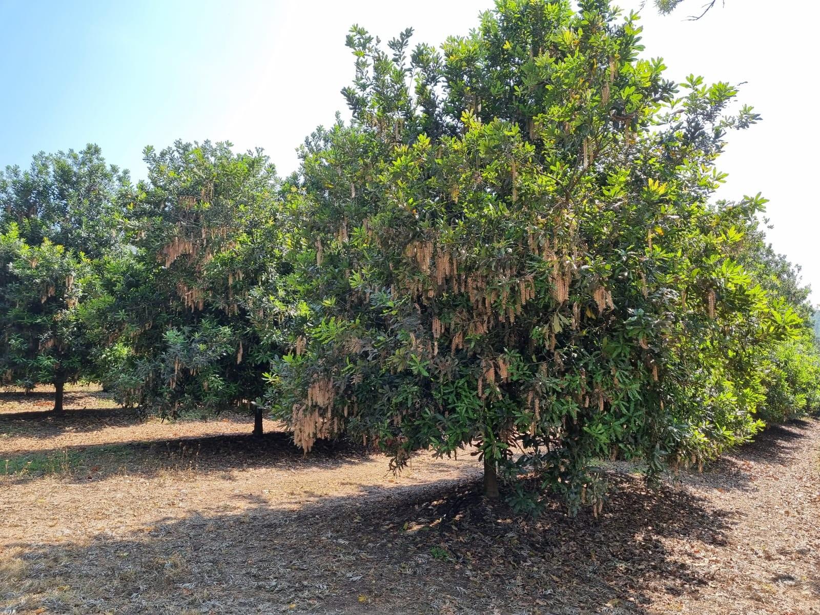 Exclusive Lowveld Mixed Agricultural Estate for sale