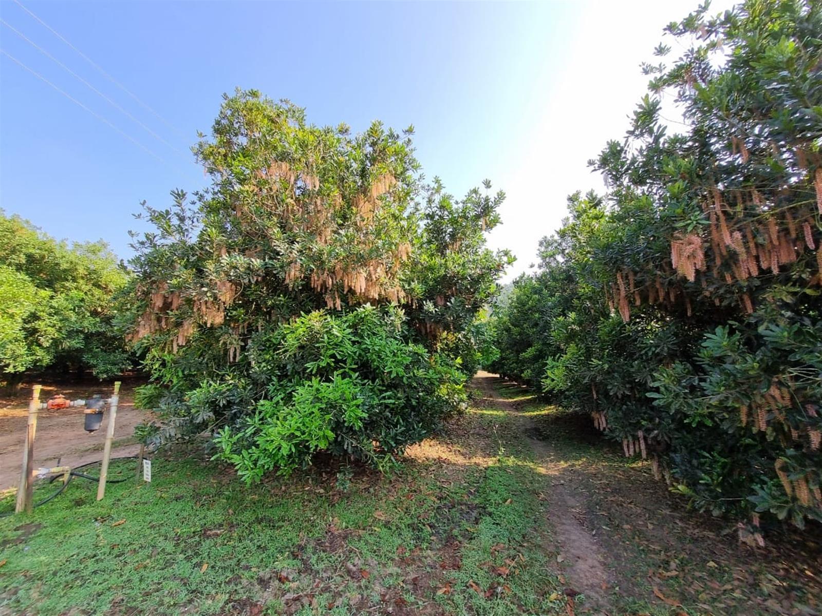 Exclusive Lowveld Mixed Agricultural Estate for sale