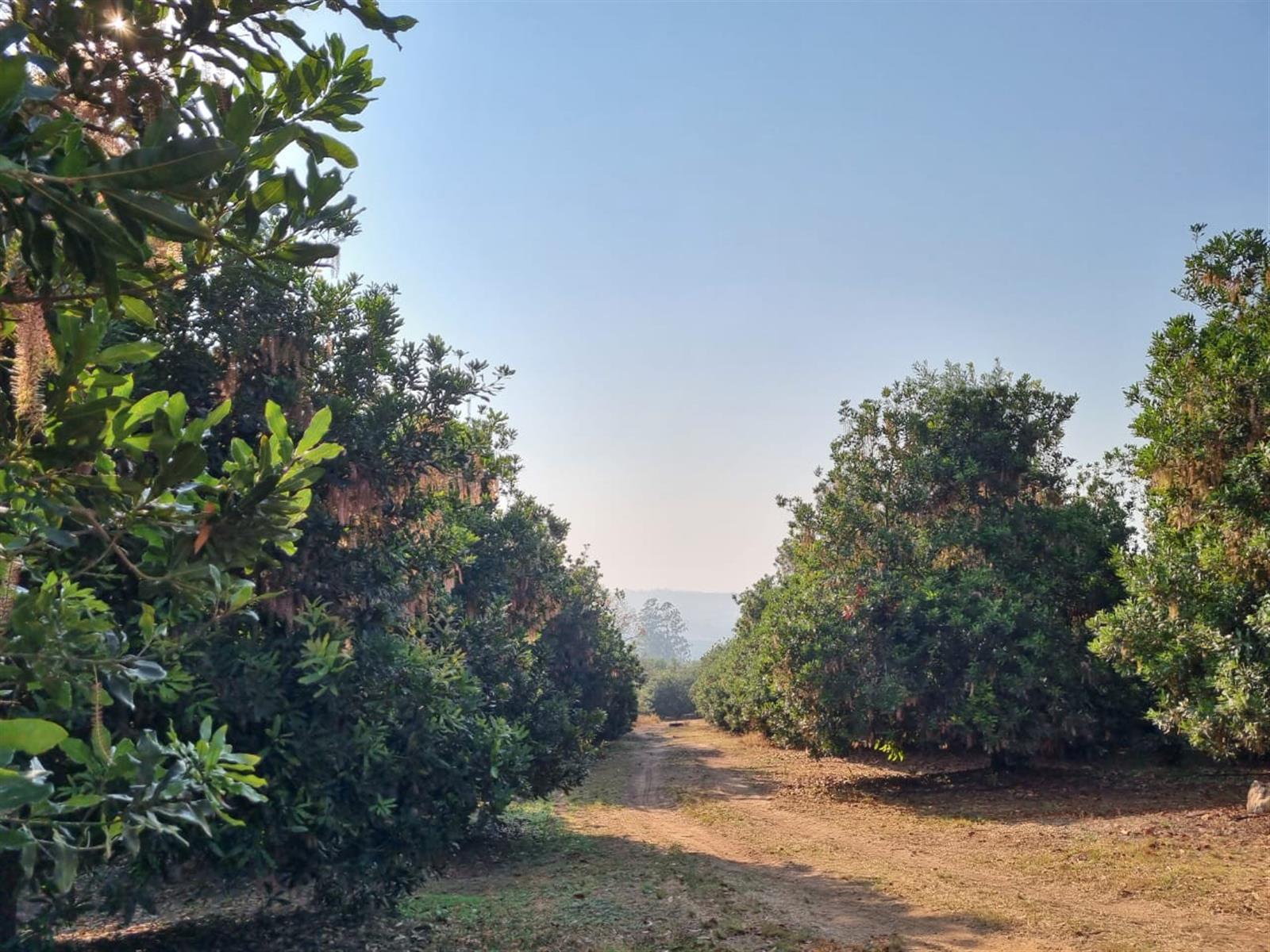 Exclusive Lowveld Mixed Agricultural Estate for sale