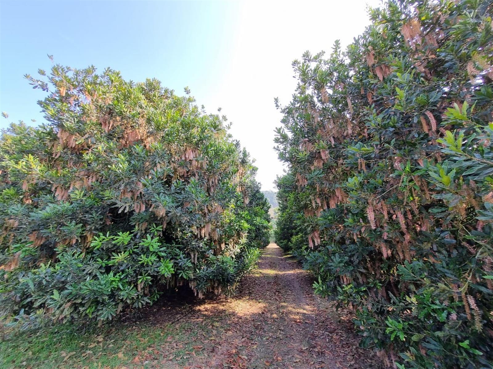 Exclusive Lowveld Mixed Agricultural Estate for sale
