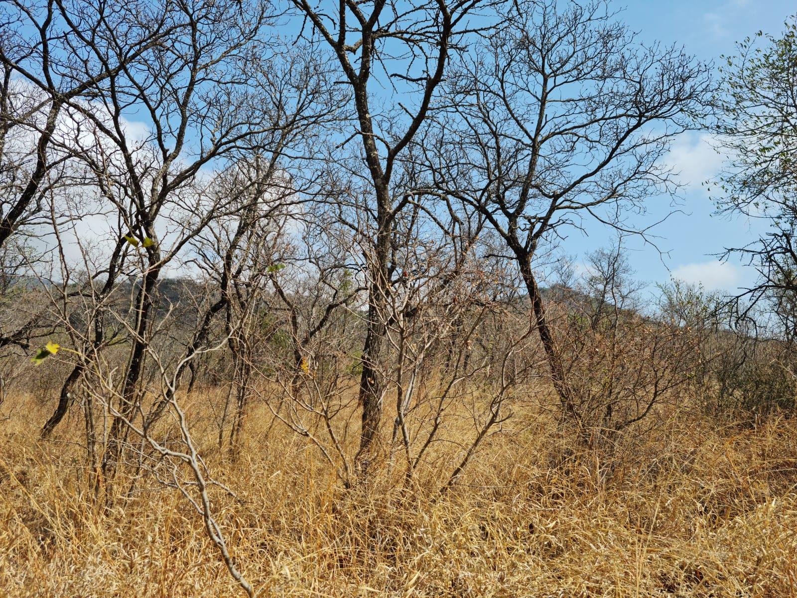 Farm For Sale in Mooketsi, Duiwelskloof