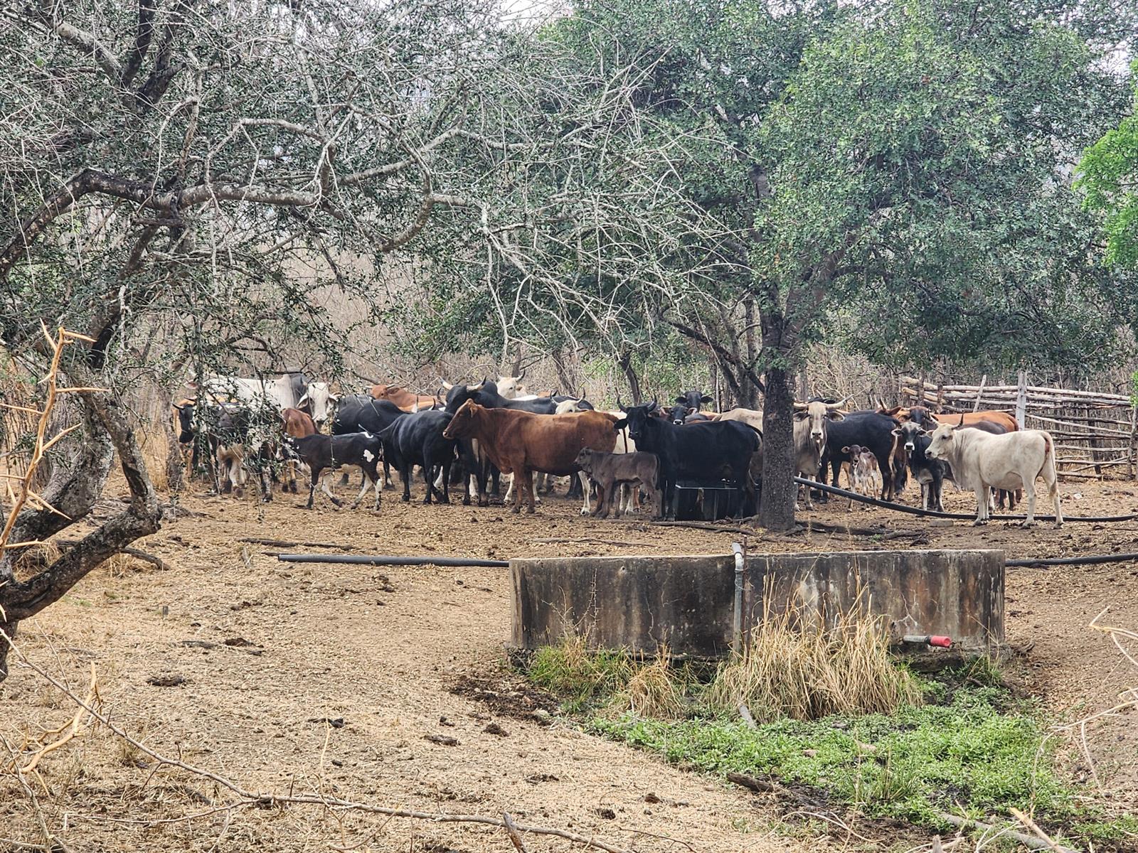 Farm For Sale in Mooketsi, Duiwelskloof