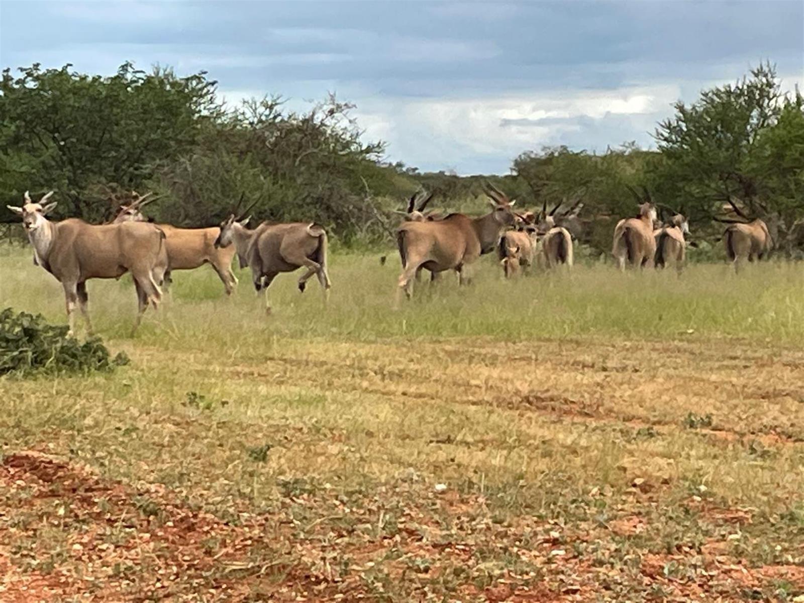578 ha Water-Rich Bushveld Game Farm with Lodge Potential