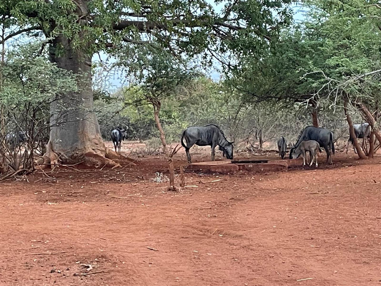 578 ha Water-Rich Bushveld Game Farm with Lodge Potential