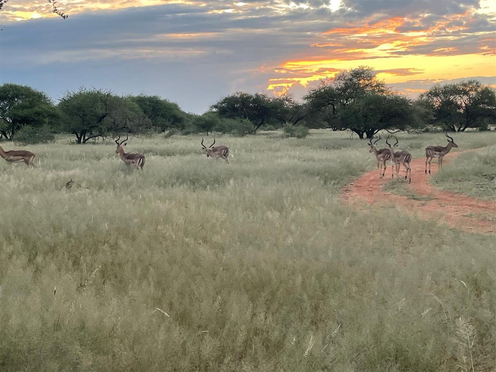 578 ha Water-Rich Bushveld Game Farm with Lodge Potential