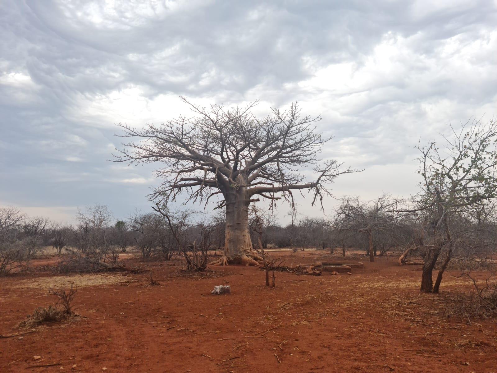578 ha Water-Rich Bushveld Game Farm with Lodge Potential