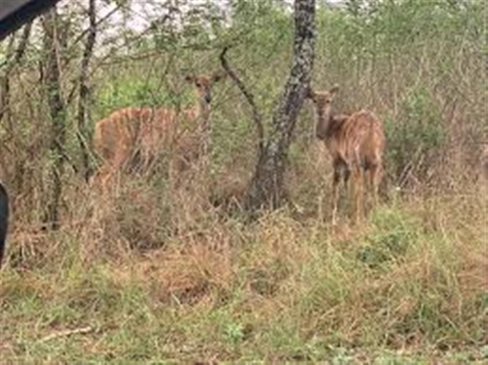 Vacant Land For Sale in Wild Fig Country Estate, White River