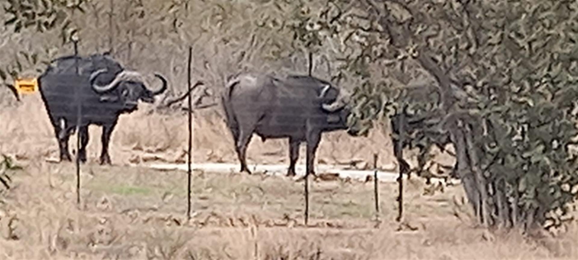 Spacious modern house surrounded by Big5 in the Mahlathini Private Game Reserve, Phalaborwa, RSA