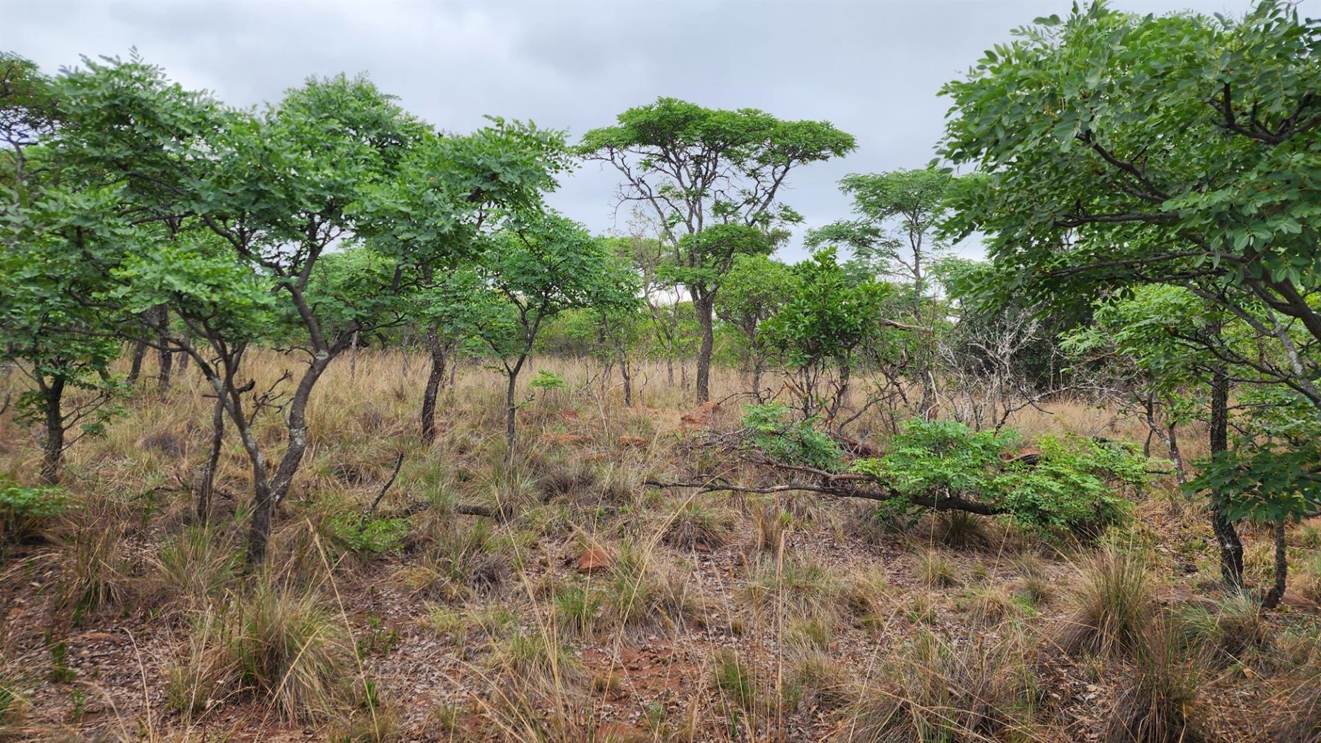 VERLOREN ESTATE - 2500 square metres vacant land - Build Your African Dream - DOG FRIENDLY