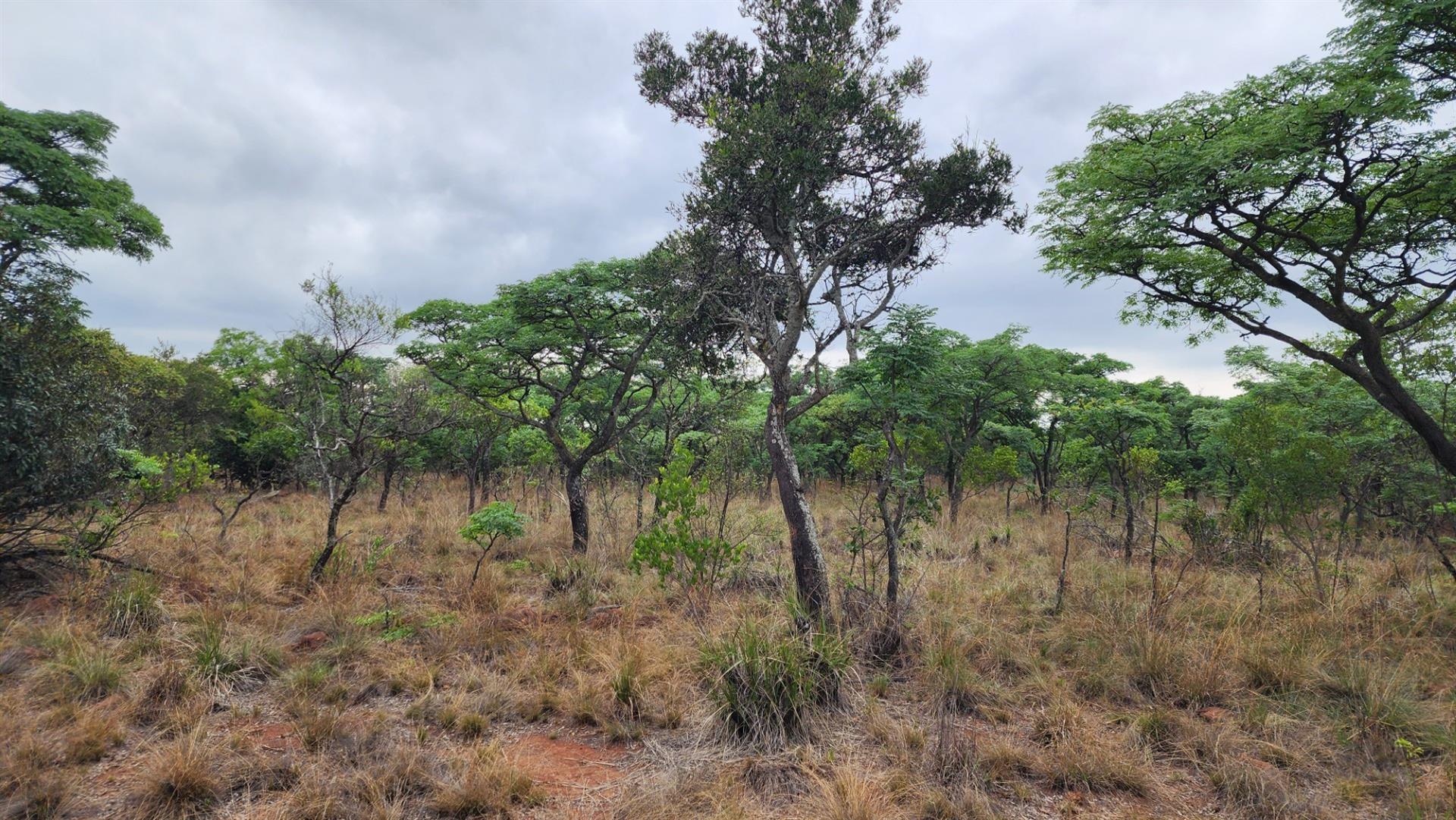 VERLOREN ESTATE - 2500 square metres vacant land - Build Your African Dream - DOG FRIENDLY