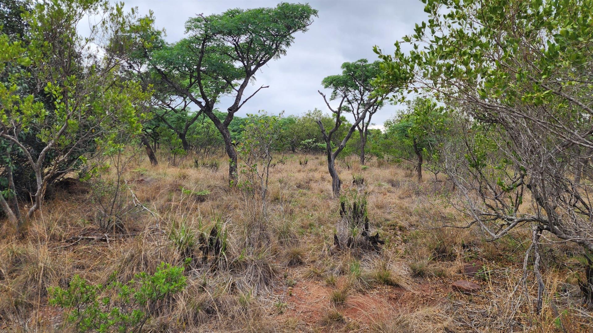 VERLOREN ESTATE - 2500 square metres vacant land - Build Your African Dream - DOG FRIENDLY