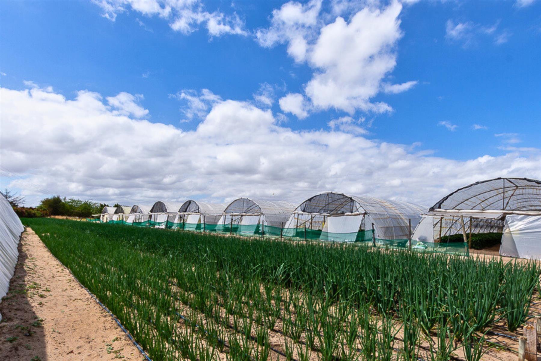 Thriving High-Yield Veg Farm - Turnkey Infrastructure - Est. Retail Clients - 50km from Cape Town