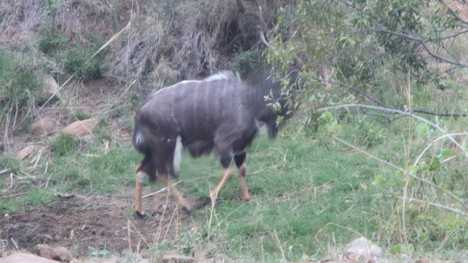 A Jewel of a Plot For Sale in Canyon Game Reserve, Hoedspruit