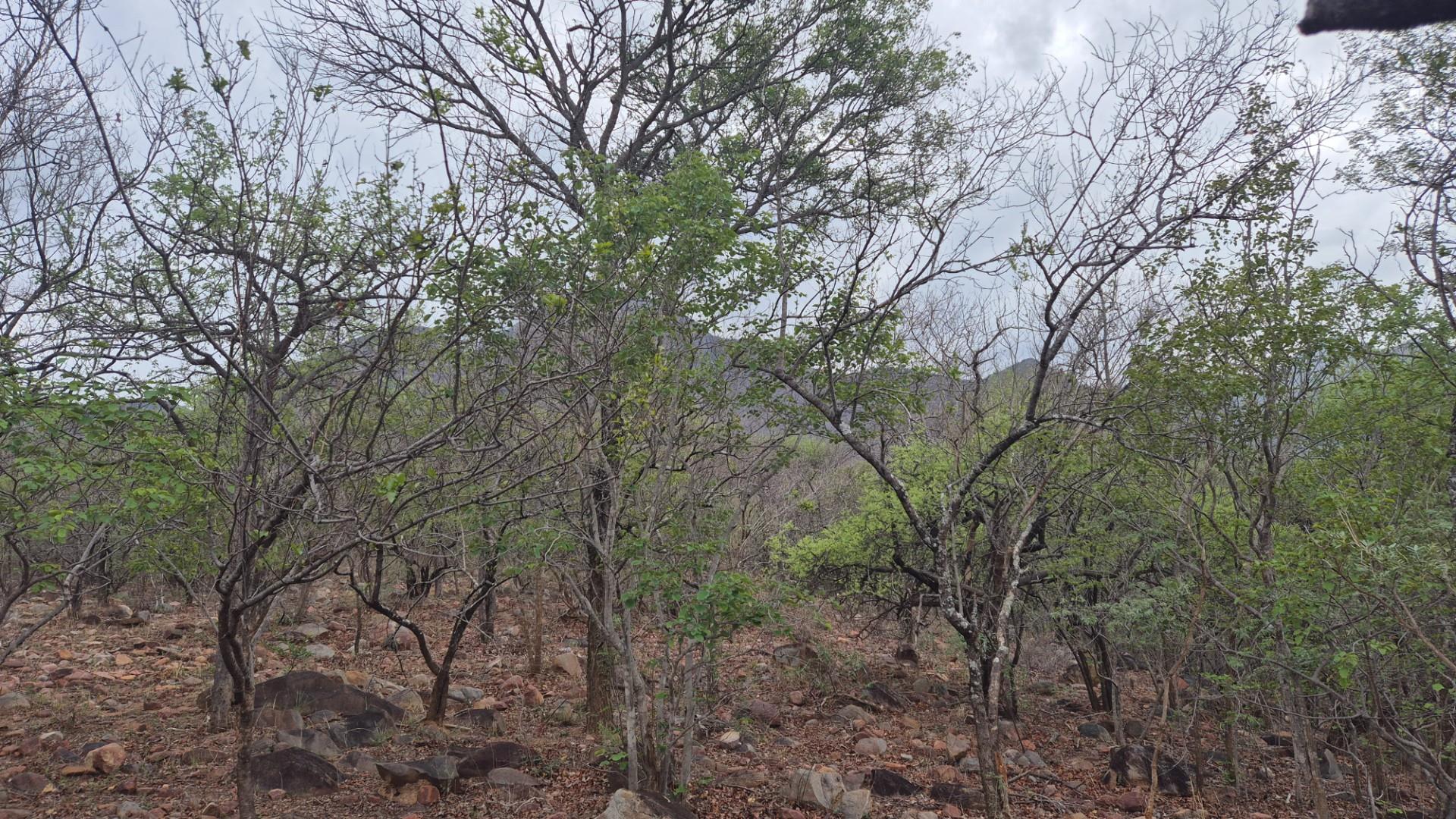 A Jewel of a Plot For Sale in Canyon Game Reserve, Hoedspruit