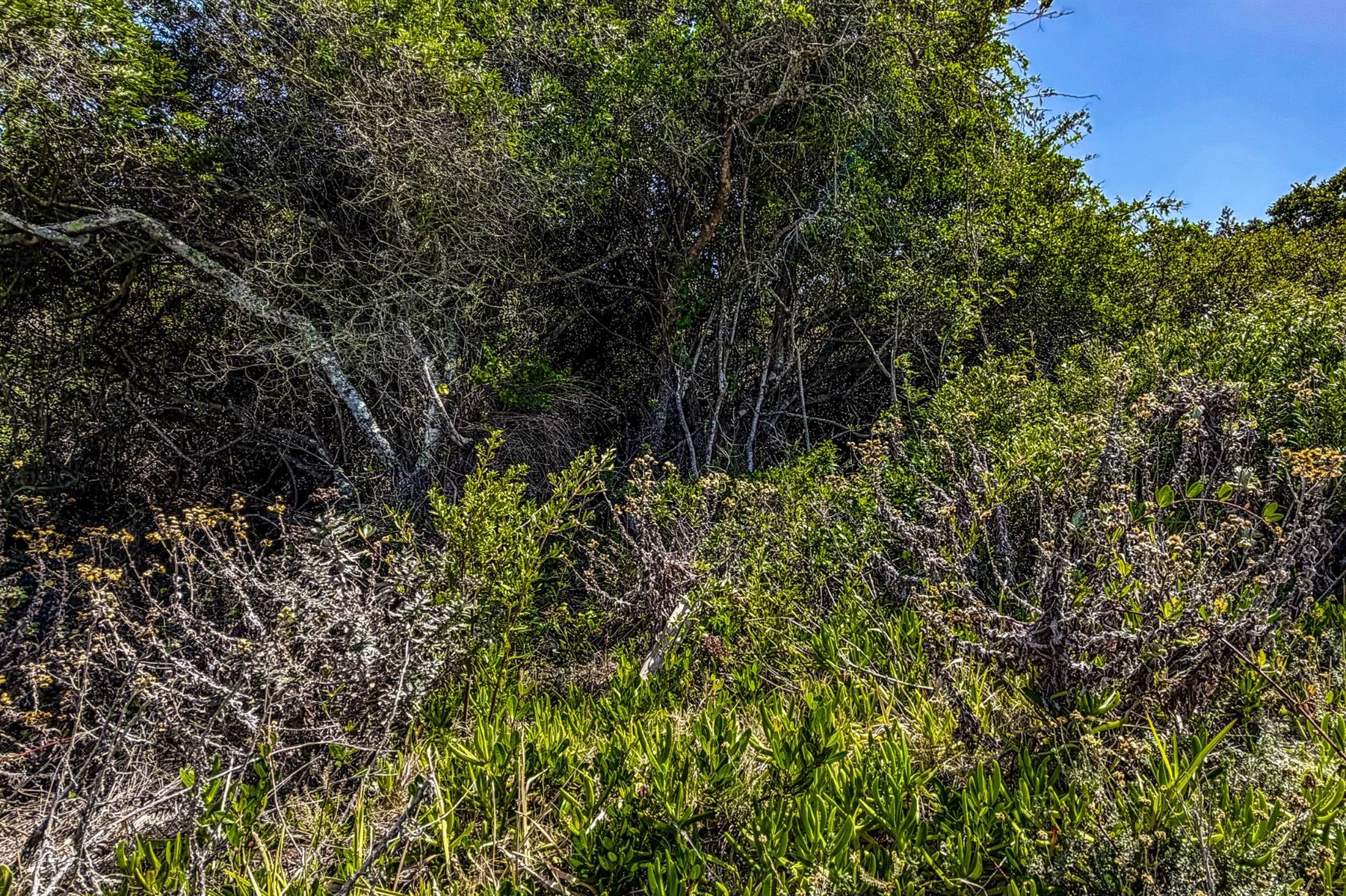 Cul-de-Sac Living in Blue Horizon Bay | Listed by Danté Koen, eXp Realty